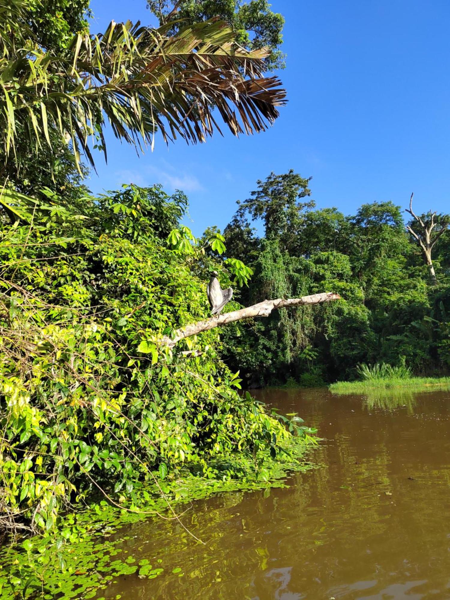 Cabinas Agamy Tortuguero Exterior foto